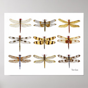 9 Dragonfly Species watercolors Poster