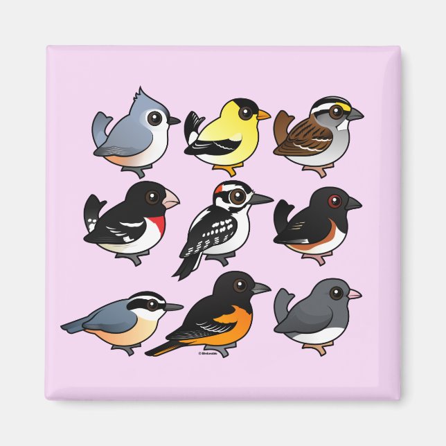 9 Northeast USA Backyard Birds Magnet (Front)
