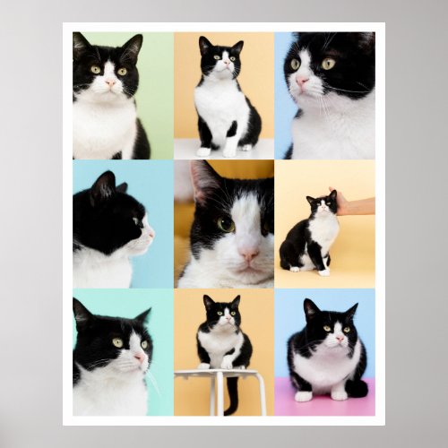 9 Photo Modern Collage Cat Dog Poster