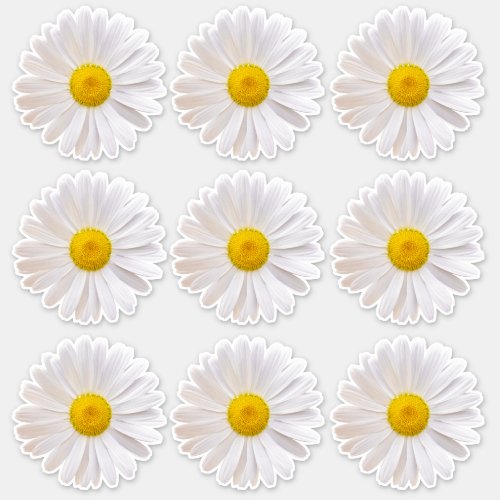 9 Shasta Daisy Flower Kiss_Cut Stickers