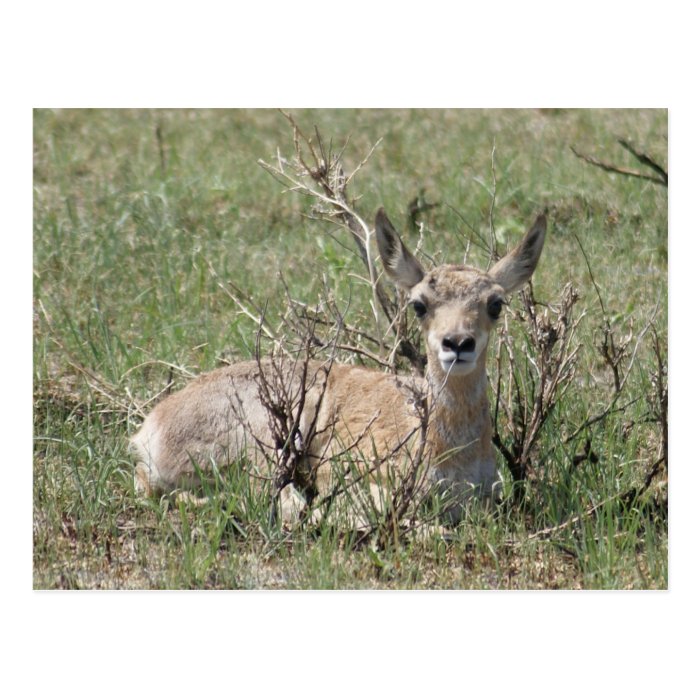 A0007 Baby Pronghorn Antelope Postcards