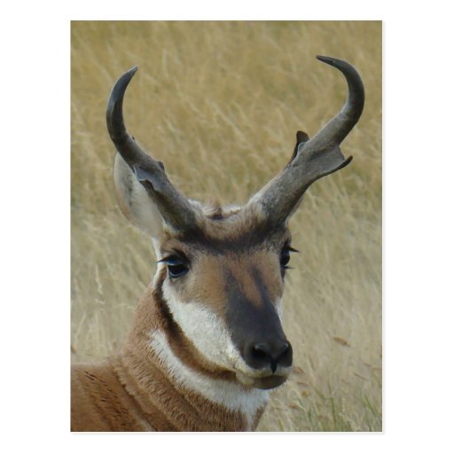 A0021 Pronghorn Antelope head shot Post Cards | Zazzle
