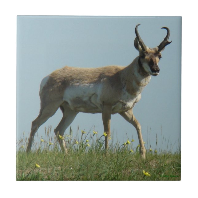 A10 Pronghorn Antelope and Yellow Wildflowers Ceramic Tile (Front)