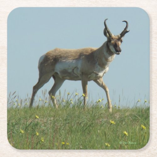 A10 Pronghorn Antelope Buck Square Paper Coaster
