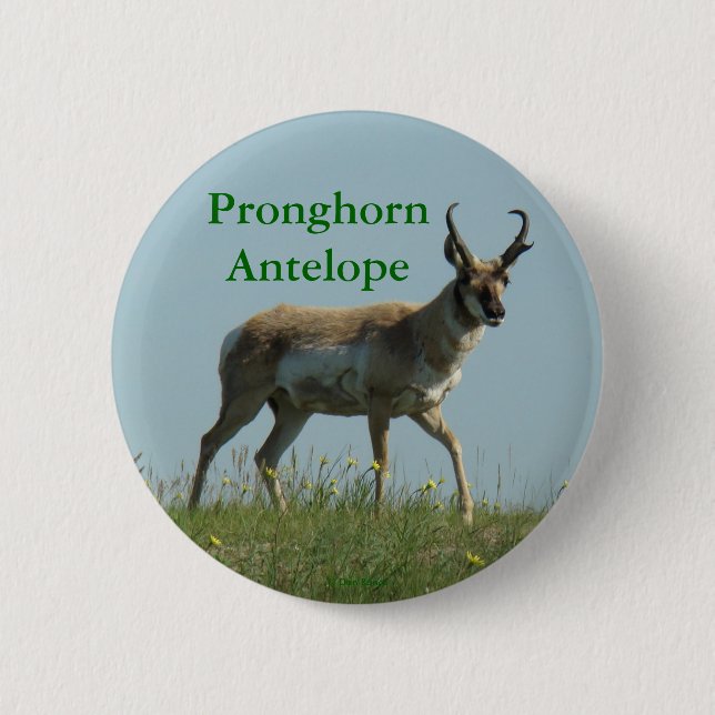 A10 Pronghorn Antelope Pinback Button (Front)