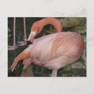 A11 Flamingo Postcard