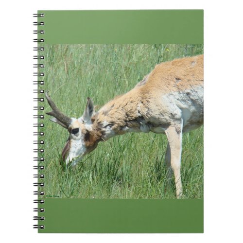 A11 Pronghorn Antelope Buck Grazing Notebook