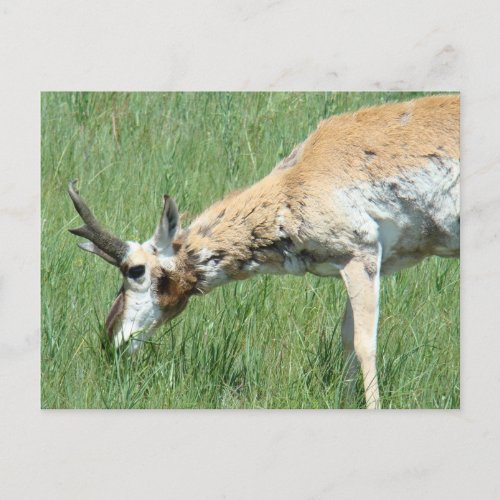 A11 Pronghorn Antelope Buck Grazing Postcard