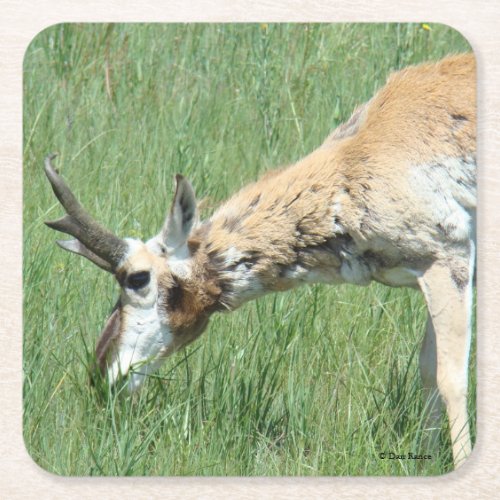 A11 Pronghorn Antelope Buck Grazing Square Paper Coaster