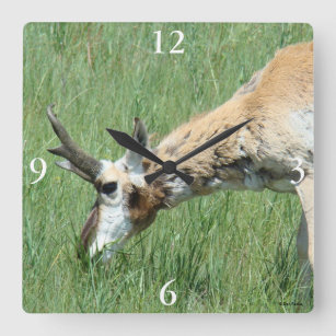 A11 Pronghorn Antelope Buck Grazing Square Wall Clock