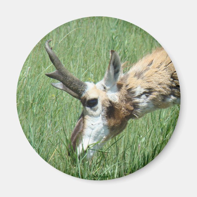 A11 Pronghorn Antelope Grazing Magnet (Front)