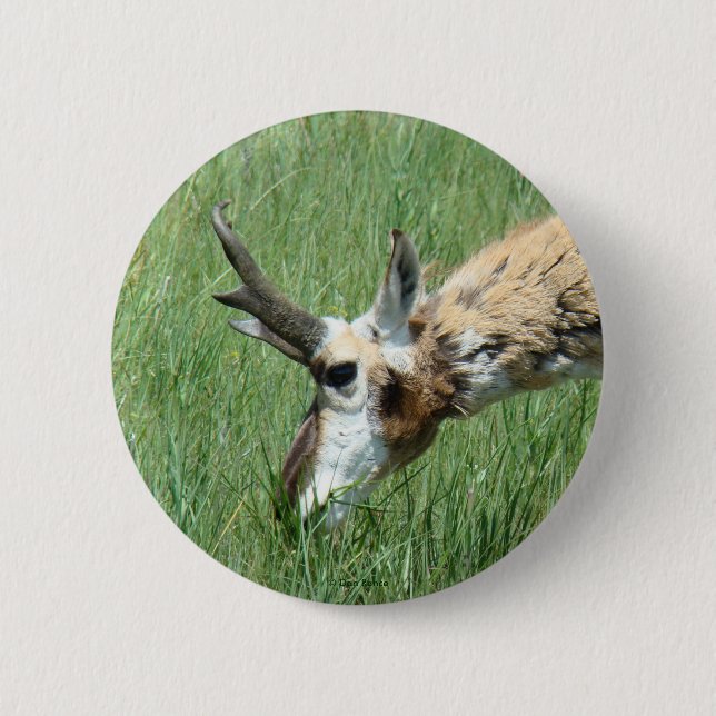 A11 Pronghorn Antelope Pinback Button (Front)