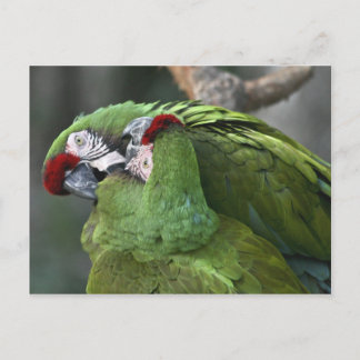 A12 Parrot Couple Postcard