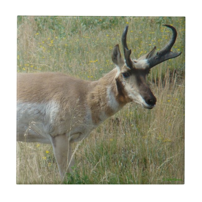 A12 Pronghorn Antelope Buck Ceramic Tile (Front)