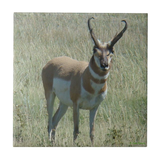 A13 Pronghorn Antelope Buck Ceramic Tile (Front)