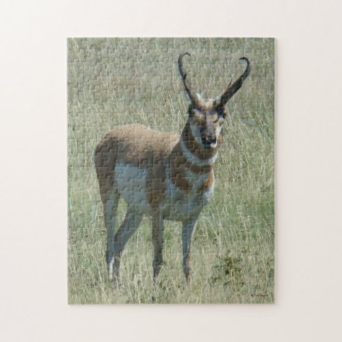 A13 Pronghorn Antelope Buck Jigsaw Puzzle