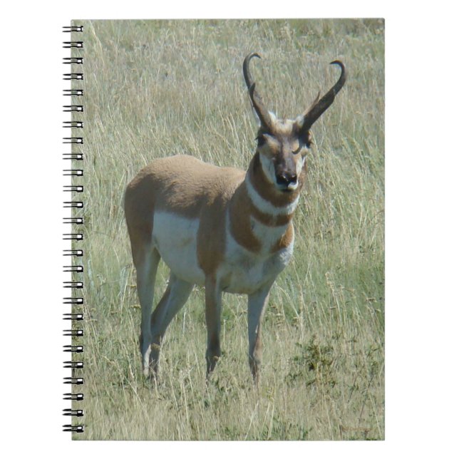 A13 Pronghorn Antelope Buck Notebook (Front)