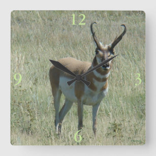 A13 Pronghorn Antelope Buck Square Wall Clock