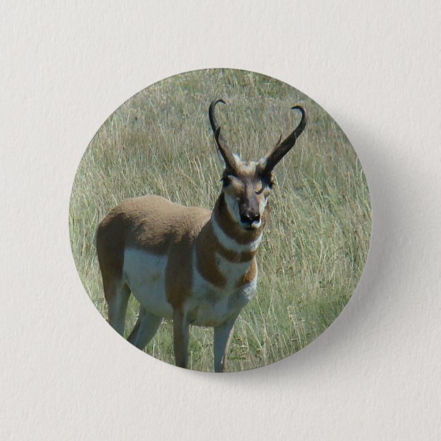 A13 Pronghorn Antelope Button (Front)
