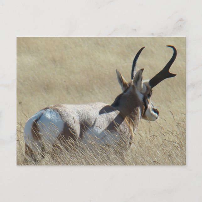 A14 Pronghorn Antelope Sunshine Buck Postcard (Front)