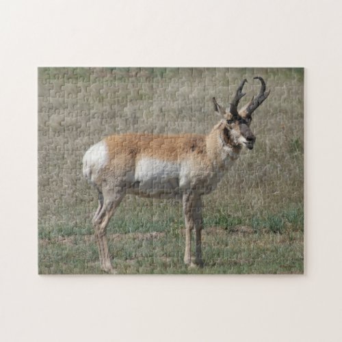 A15 Pronghorn Antelope Rude Buck Jigsaw Puzzle