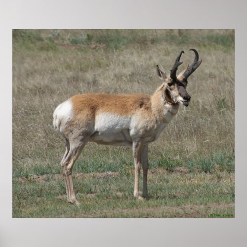 A15 Pronghorn Antelope Rude Buck Poster