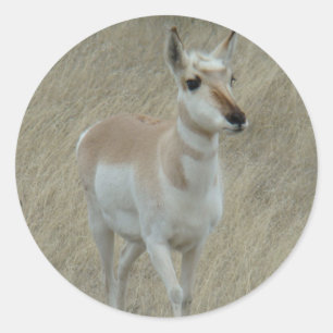 A17 Pronghorn Antelope Youngster Classic Round Sticker