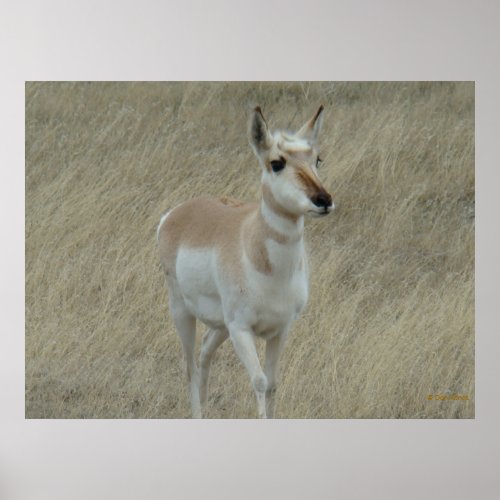 A17 Young Pronghorn Antelope Poster