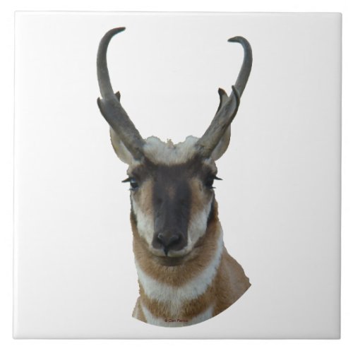A19 Pronghorn Antelope Head Shot Tile