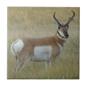 A1 Pronghorn Antelope Big Buck Ceramic Tile