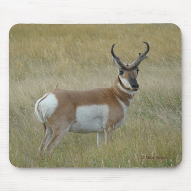 A1 Pronghorn Antelope Big Buck Mouse Pad (Front)