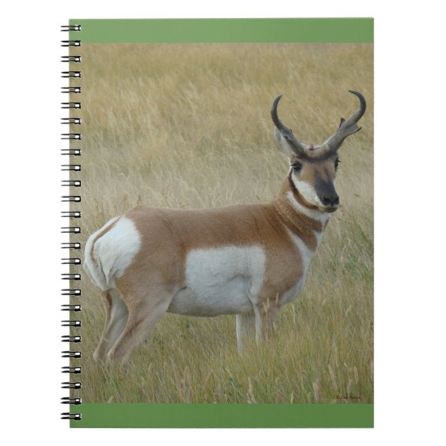 A1 Pronghorn Antelope Big Buck Notebook (Front)