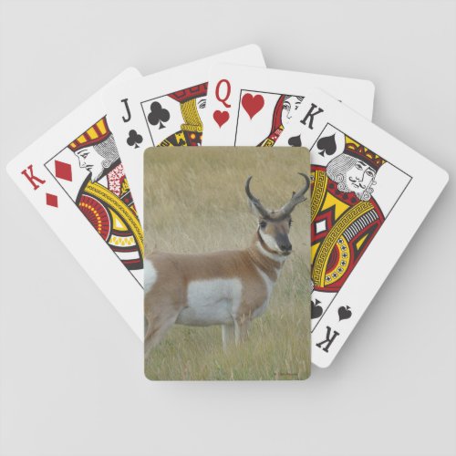 A1 Pronghorn Antelope Big Buck Playing Cards