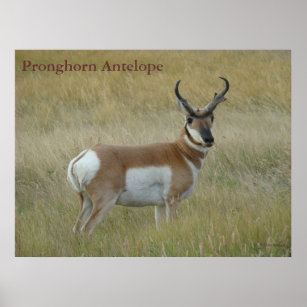 A1 Pronghorn Antelope Big Buck Poster