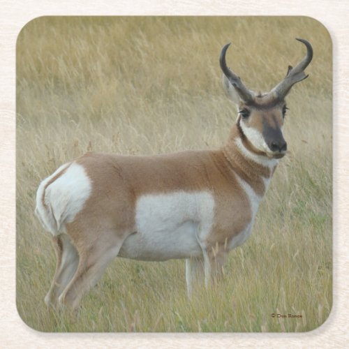 A1 Pronghorn Antelope Big Buck Square Paper Coaster