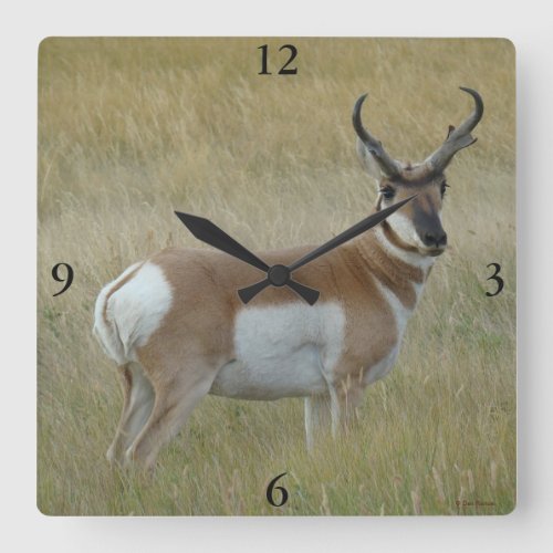 A1 Pronghorn Antelope Big Buck Square Wall Clock