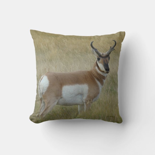 A1 Pronghorn Antelope Buck Throw Pillow (Front)