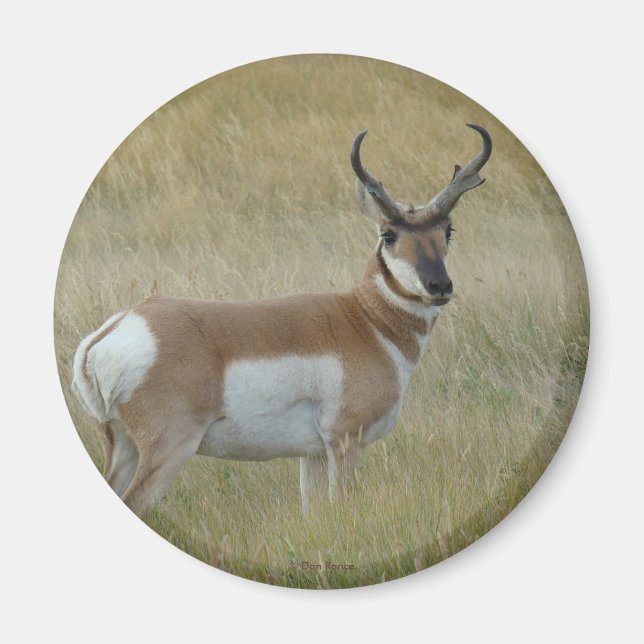 A1 Pronghorn Antelope Magnet (Front)