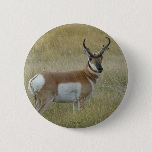 A1 Pronghorn Antelope Pinback Button (Front)