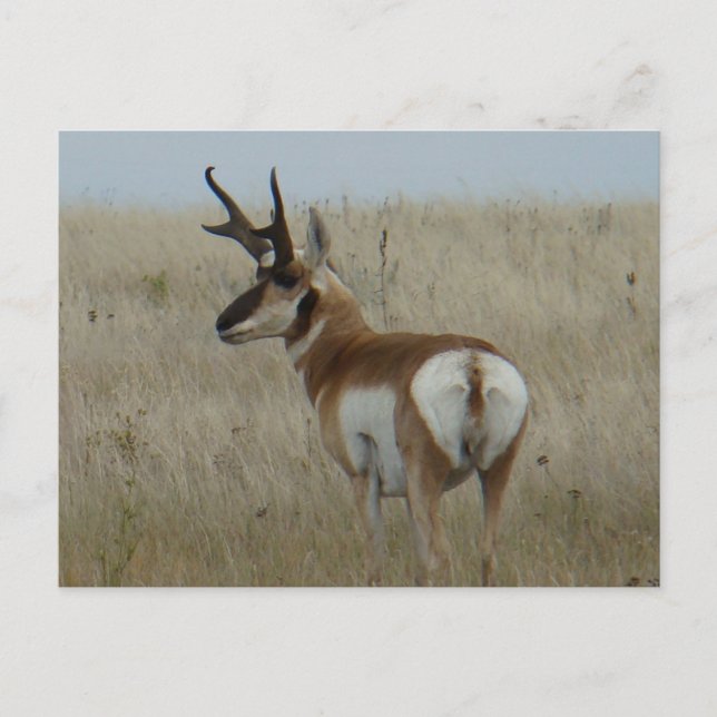 A22 Pronghorn Antelope Big Buck Postcard (Front)