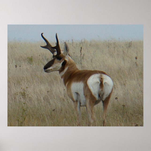 A22 Pronghorn Antelope Big Buck Poster (Front)