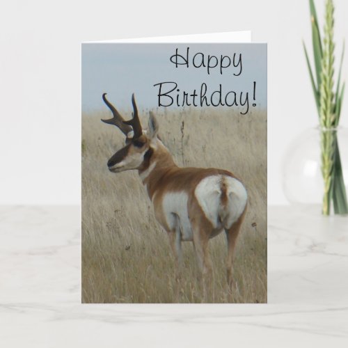A22 Pronghorn Antelope Buck Card