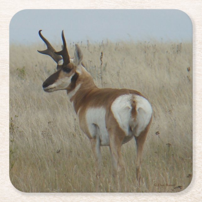 A22 Pronghorn Antelope Buck Square Paper Coaster (Front)
