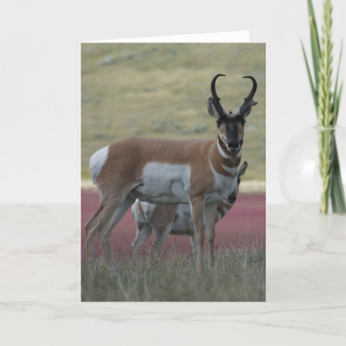 A24 Pronghorn Antelope Buck Card