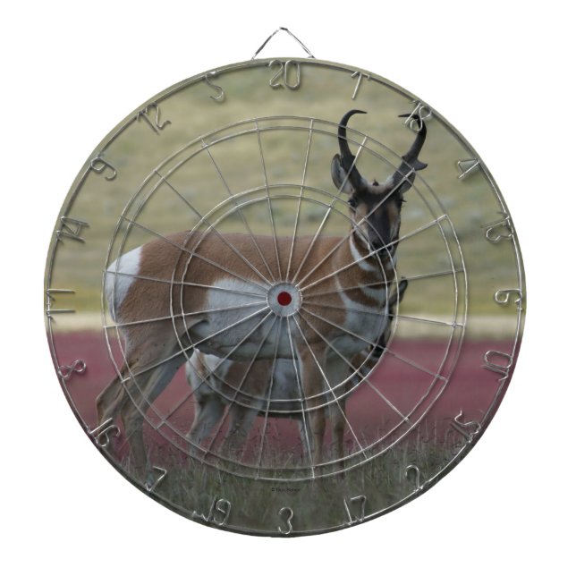 A24 Pronghorn Antelope Buck Dart Board (Front)