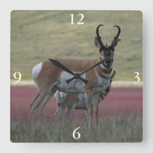 A24 Pronghorn Antelope Buck Square Wall Clock