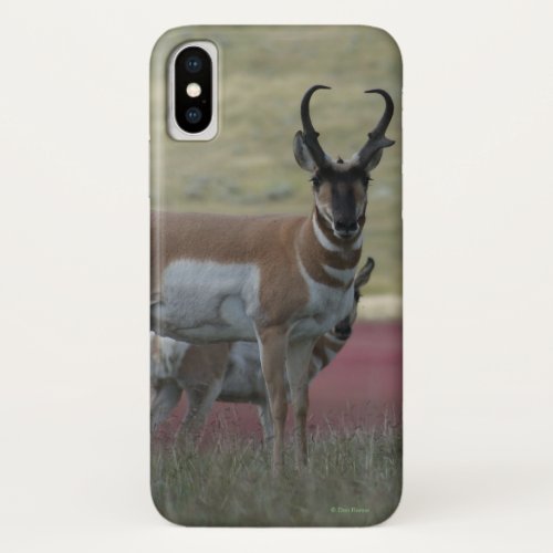 A24 Pronghorn Antelope iPhone X Case