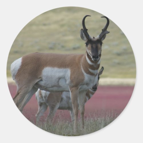 A24 Pronghorn Antelope Classic Round Sticker