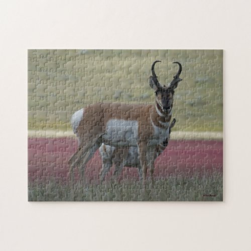 A24 Pronghorn Antelope Jigsaw Puzzle