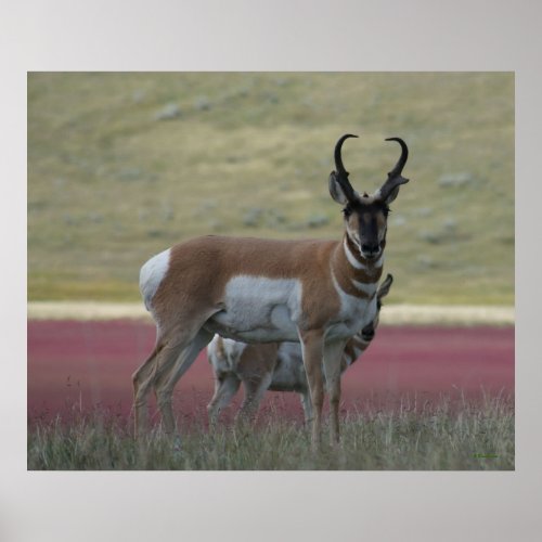 A24 Pronghorn Antelope Poster